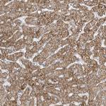 ADAMTSL3 Antibody in Immunohistochemistry (Paraffin) (IHC (P))