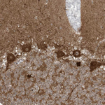 TRIM67 Antibody in Immunohistochemistry (Paraffin) (IHC (P))