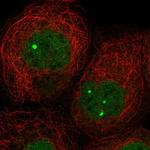 ZNF8 Antibody in Immunocytochemistry (ICC/IF)
