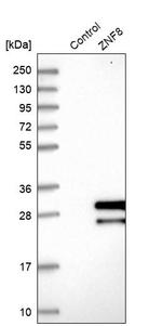 ZNF8 Antibody in Western Blot (WB)