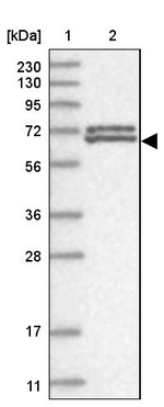 ZNF8 Antibody in Western Blot (WB)