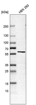 TTC15 Antibody in Western Blot (WB)