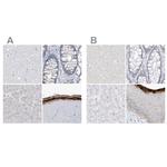 ASPRV1 Polyclonal Antibody