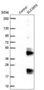 SLC35F5 Antibody in Western Blot (WB)