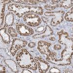 GTPBP8 Antibody in Immunohistochemistry (Paraffin) (IHC (P))