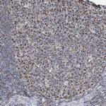 GTPBP8 Antibody in Immunohistochemistry (Paraffin) (IHC (P))