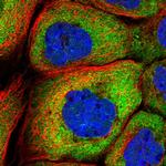 ZONAB Polyclonal Antibody