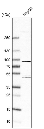 SLC6A12 Antibody in Western Blot (WB)