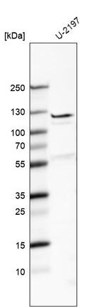 Fibulin 7 Antibody in Western Blot (WB)