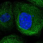 LANCL1 Polyclonal Antibody