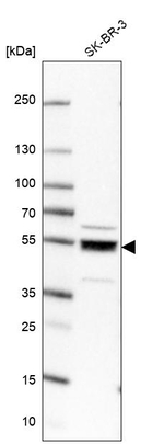LANCL1 Antibody in Western Blot (WB)