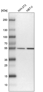 LANCL1 Antibody in Western Blot (WB)