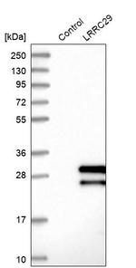 LRRC29 Antibody in Western Blot (WB)