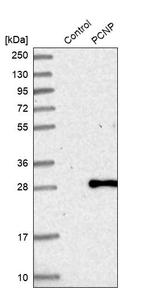 PCNP Antibody in Western Blot (WB)