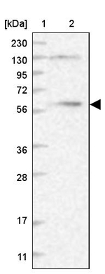 DYNC1LI1 Antibody in Western Blot (WB)