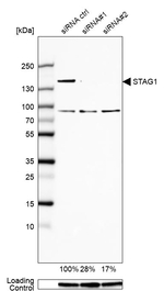 STAG1 Antibody in Western Blot (WB)