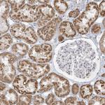 KIAA1310 Antibody in Immunohistochemistry (Paraffin) (IHC (P))