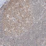 KIAA1310 Antibody in Immunohistochemistry (Paraffin) (IHC (P))