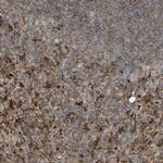 BPOZ Antibody in Immunohistochemistry (IHC)