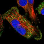 BPOZ Polyclonal Antibody