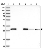 EEF1B2 Antibody in Western Blot (WB)