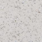 Grancalcin Antibody in Immunohistochemistry (IHC)