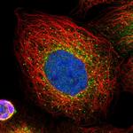 PLEKHM3 Antibody in Immunocytochemistry (ICC/IF)