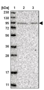 PLEKHM3 Antibody in Western Blot (WB)