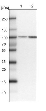 PLEKHM3 Antibody in Western Blot (WB)