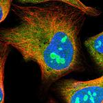 HS1BP3 Polyclonal Antibody