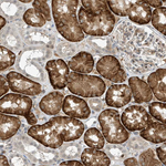 MAST3 Antibody in Immunohistochemistry (Paraffin) (IHC (P))
