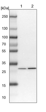 C11orf73 Antibody in Western Blot (WB)