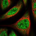 UBAP2L Antibody in Immunocytochemistry (ICC/IF)