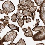 SCARF2 Antibody in Immunohistochemistry (Paraffin) (IHC (P))