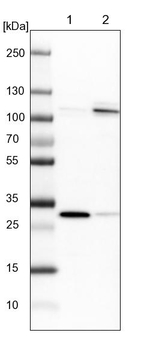 SCARF2 Antibody in Western Blot (WB)