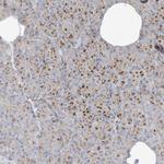 VAMP5 Antibody in Immunohistochemistry (Paraffin) (IHC (P))