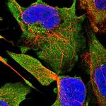 GOLGA4 Polyclonal Antibody