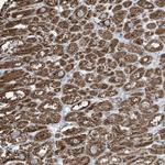 GOLGA4 Antibody in Immunohistochemistry (Paraffin) (IHC (P))