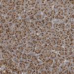 GOLGA4 Antibody in Immunohistochemistry (Paraffin) (IHC (P))