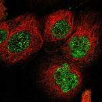 C21orf58 Polyclonal Antibody