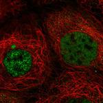 C21orf58 Polyclonal Antibody