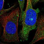 GKAP1 Polyclonal Antibody