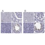 GKAP1 Antibody in Immunohistochemistry (IHC)