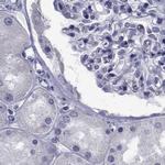 GKAP1 Antibody in Immunohistochemistry (IHC)