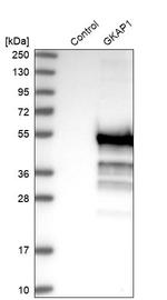 GKAP1 Antibody in Western Blot (WB)