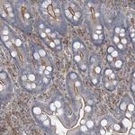 SLC9A2 Antibody in Immunohistochemistry (Paraffin) (IHC (P))