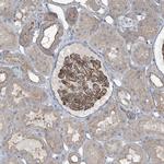 SLC9A2 Antibody in Immunohistochemistry (Paraffin) (IHC (P))