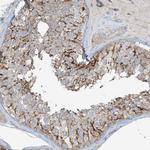 SLC9A2 Antibody in Immunohistochemistry (Paraffin) (IHC (P))