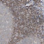 SLC9A2 Antibody in Immunohistochemistry (Paraffin) (IHC (P))