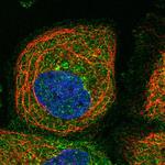 PRRT3 Polyclonal Antibody